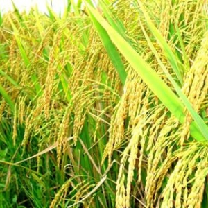 phuong-phap-chon-giong-lua