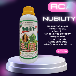 🌾 RCA NUBILITY- GIAI ĐOẠN ĐẺ NHÁNH CỰC TRỌNG