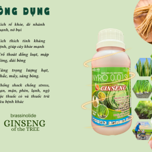Brassinolide GINSENG Thần được nhân sâm – Tăng Sức Sống, Nâng Cao Năng Suất 1 thùng tặng 1 bình thủy duy tân 2 lít
