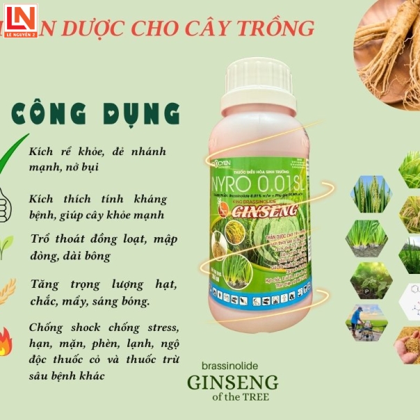 Brassinolide GINSENG Thần được nhân sâm – Tăng Sức Sống, Nâng Cao Năng Suất 1 thùng tặng 1 bình thủy duy tân 2 lít