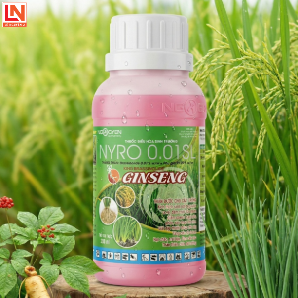 🌾 GINSENG (NYRO 0.01SL) - "VUA" GIẢI ĐỘC & KÍCH LÚA TỪ BRASSINOLIDE THẾ HỆ MỚI