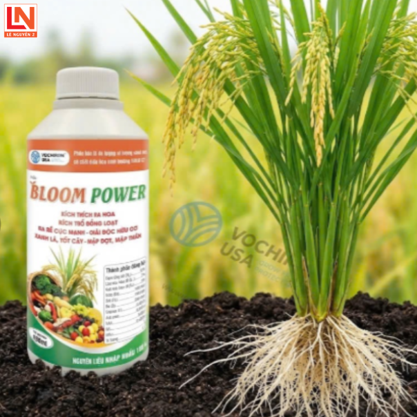 KÍCH TRỔ BLOOM POWER MỸ